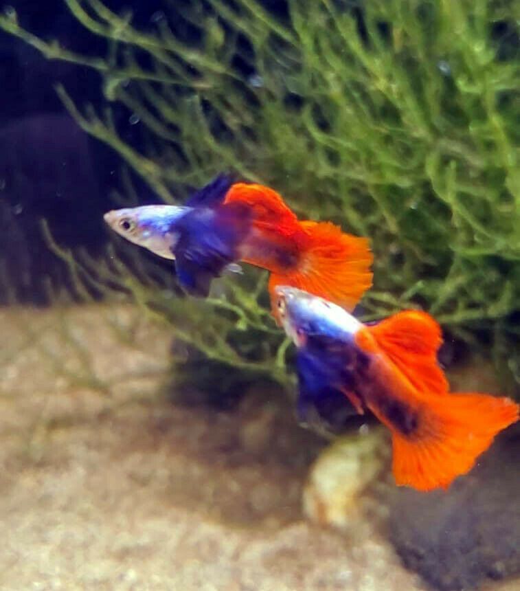 Guppies – Genki Aquatics