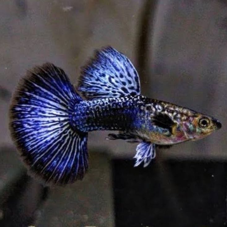 Blue Dragon Guppy