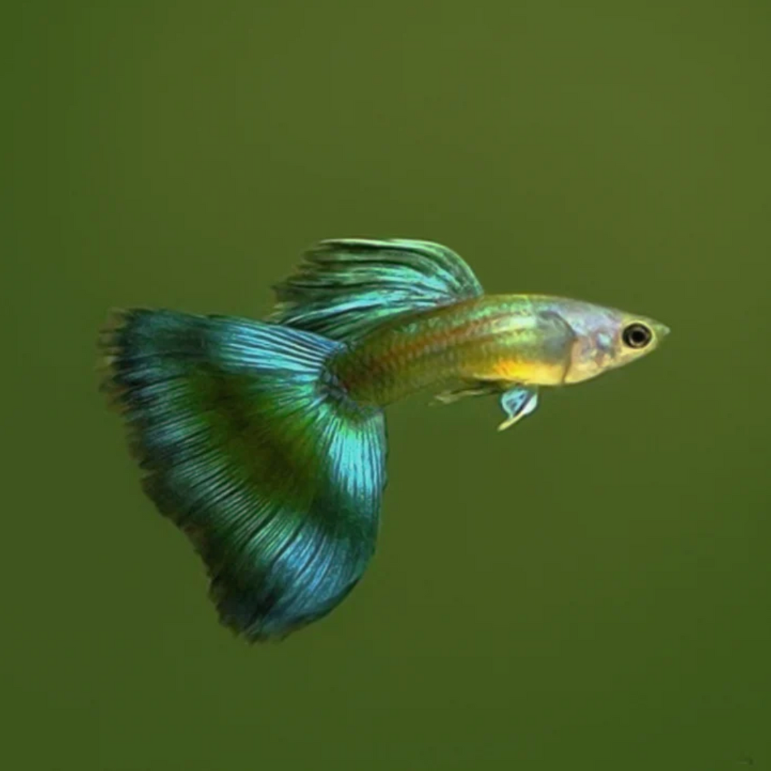 Green Moscow Guppy