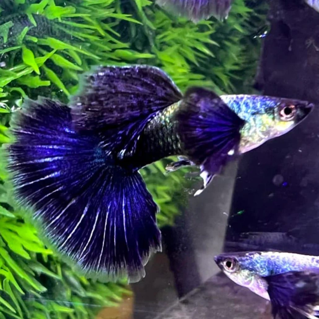 Purple Dragon Guppy