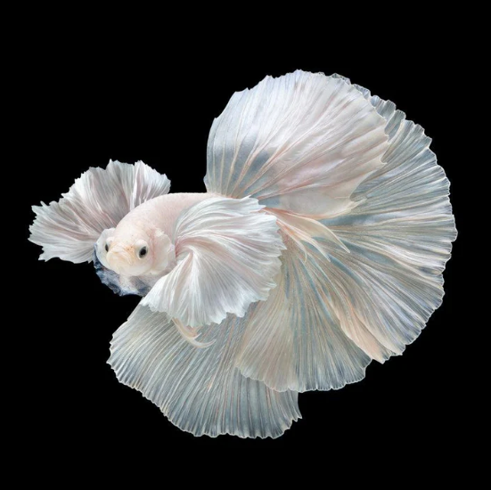 Super White Platinum Dumbo Ear Halfmoon Betta