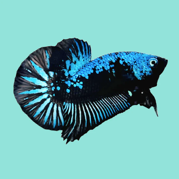 Blue Samurai Plakat Male Betta