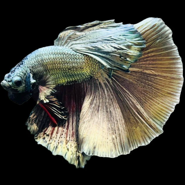 Copper Steel Halfmoon Male Betta
