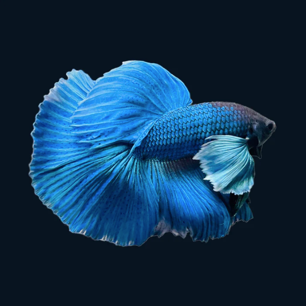 Royal Blue Dumbo Halfmoon Male Betta
