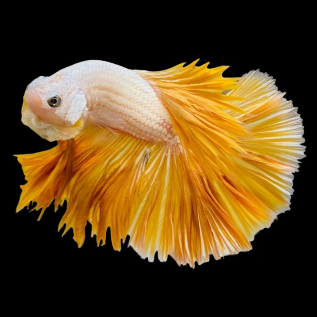 Yellow Dragon Halfmoon Male Betta