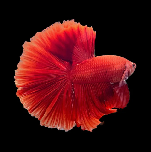 Super Red Halfmoon Male Betta