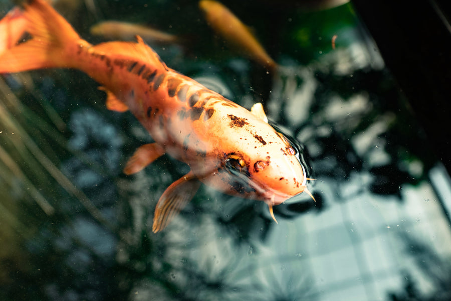 The Way of Water – Genki Aquatics