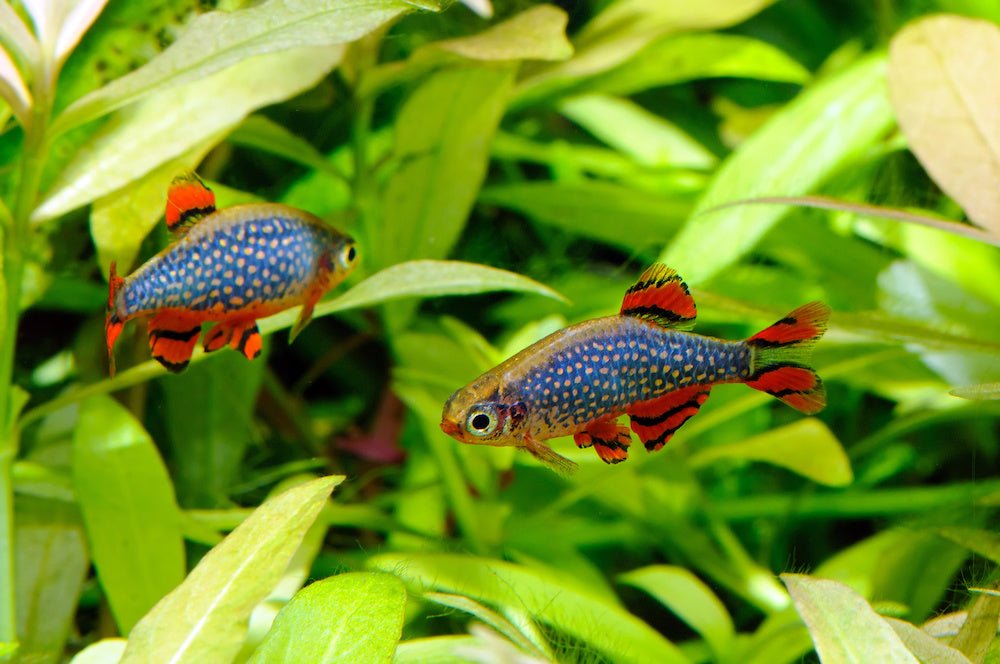 Nano Fish