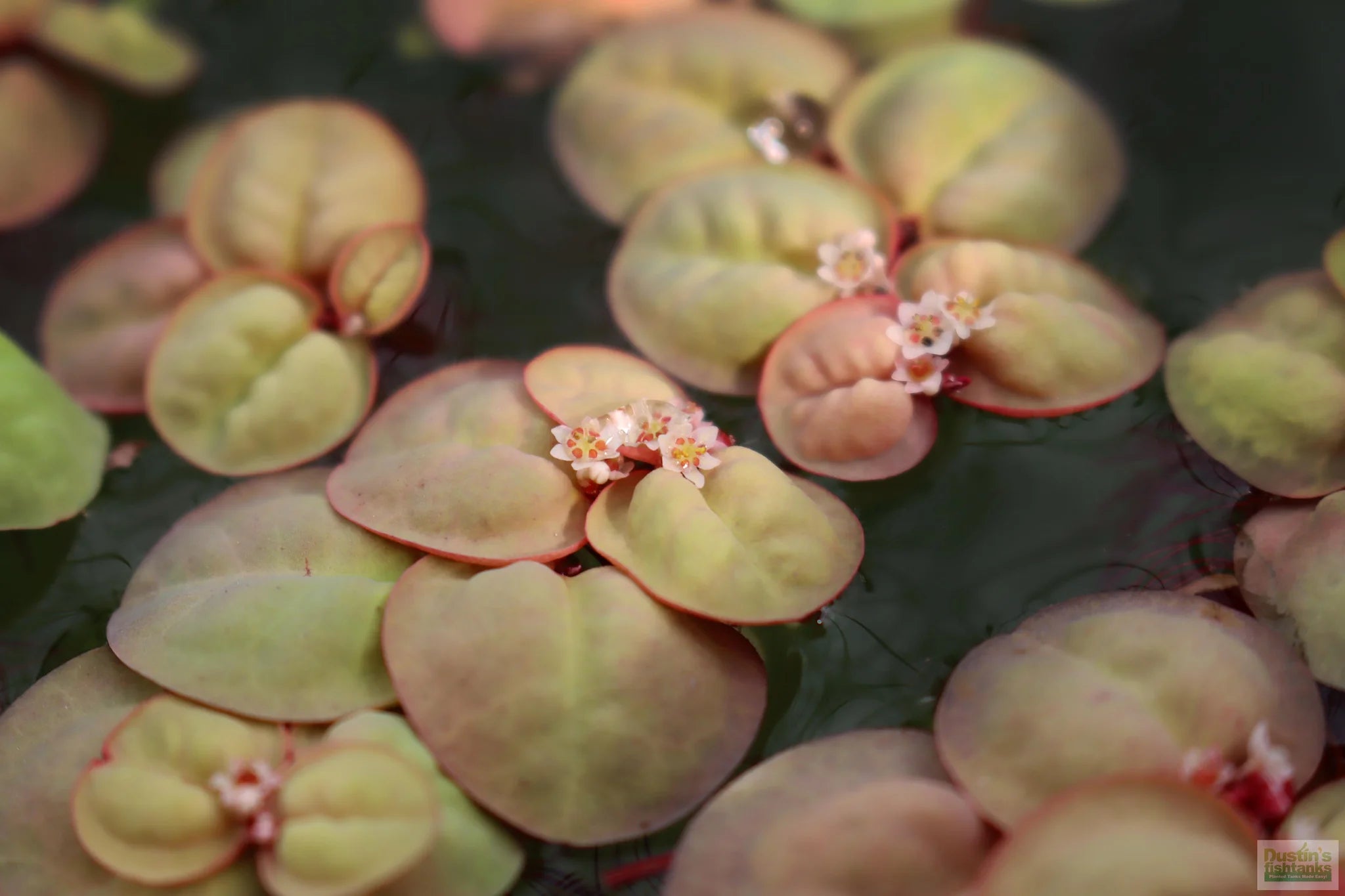 Floaters