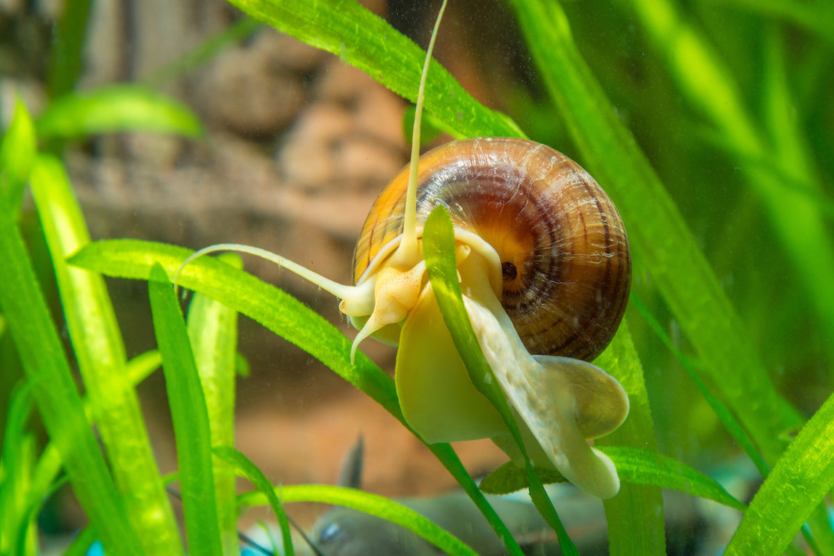 Snails – Genki Aquatics