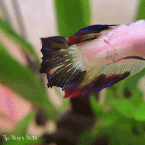 Koi Plakat Male Betta