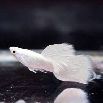 Platinum Super White Guppy – Genki Aquatics