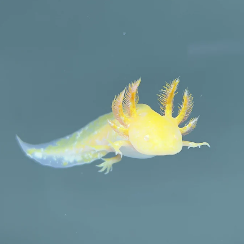 Golden Albino Axolotl