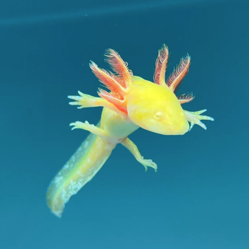 Bruce Lee - GFP Golden Albino Axolotl