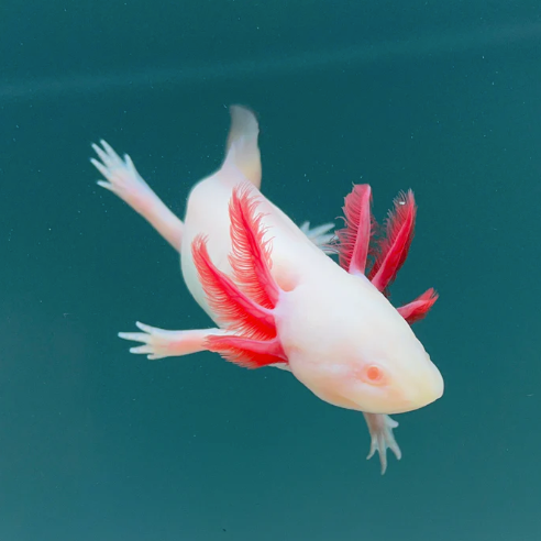 Pink Albino Axolotl
