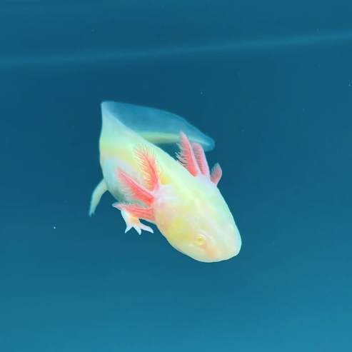 GFP Pink Albino Axolotl
