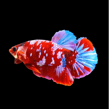 Koi Plakat Male Betta