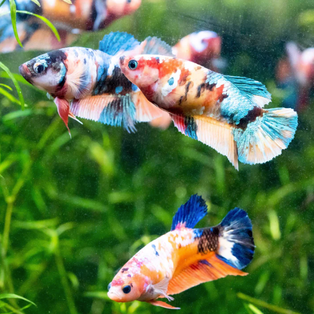 Koi Galaxy Plakat Female Betta