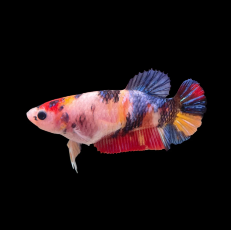 Koi Galaxy Plakat Female Betta