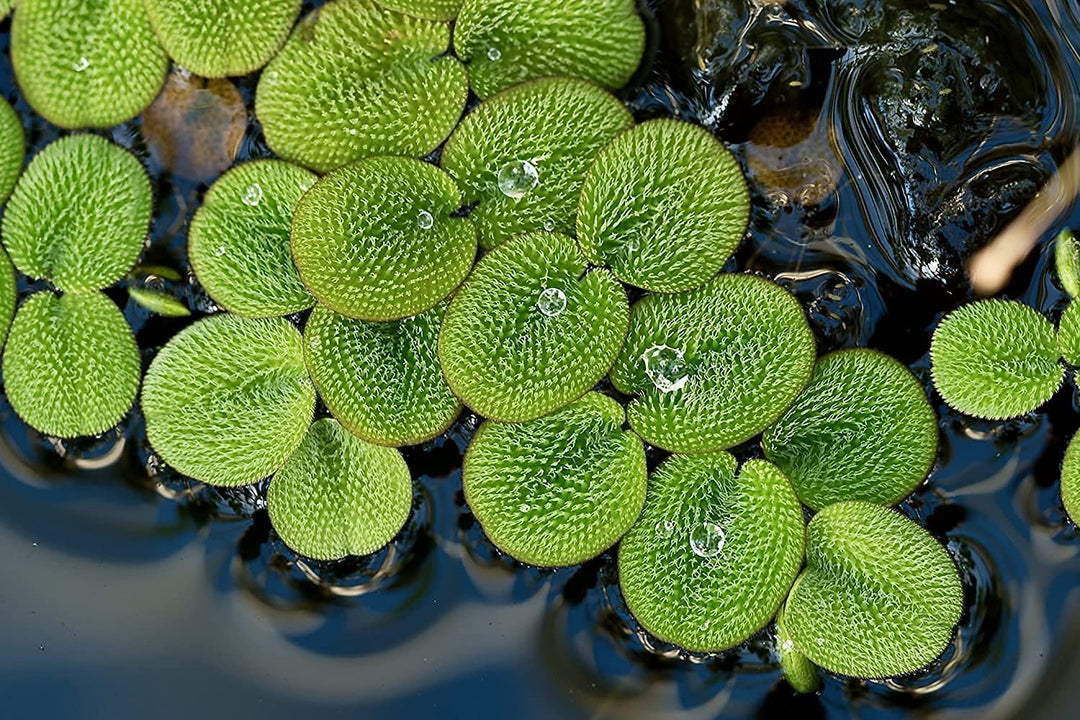 Salvinia Minima – Genki Aquatics